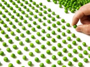 Lining up peas
